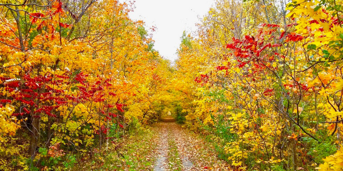 00Feature image_ON_CataraquiTrail_Lynn Dobson story_no credit required | Trans Canada Trail Fall colours on a gravel trail. Leaves are yellow and red.