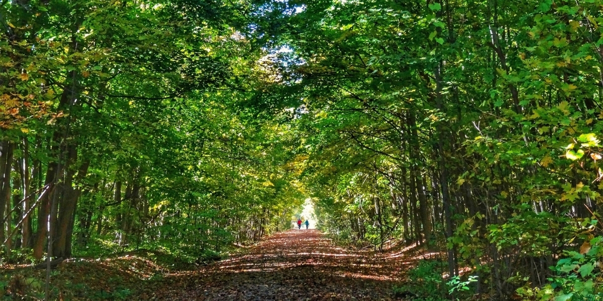 00Feature image_ON_Thornton-Cookstown Trail_Credit Stephanie Mayo | Trans Canada Trail A trail surrounded by a green canopy of trees. In the distance, two people are walking on the trail.