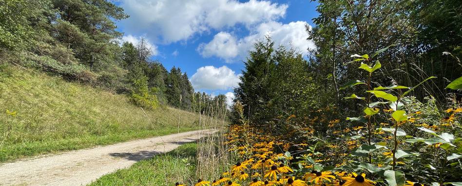 TCT - ON - Elora Cataract Trailway | Trans Canada Trail A gravel trail with a blue sky and yellow flowers to the right.