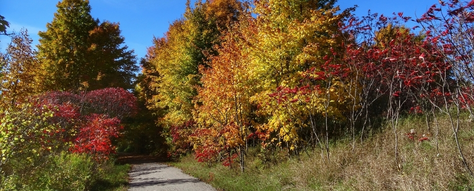 Paved path winds through a fall forest with red, orange, and yellow leaves under a blue sky.