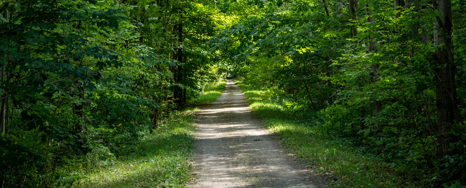 TCT - ON - Elora Cataract Trailway | Trans Canada Trail A gravel trail with a green forest canopy