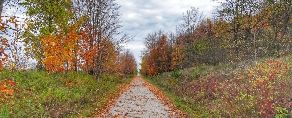 Gravel path through a forest in autumn, orange and red leaves on trees and ground, trees lining both sides.