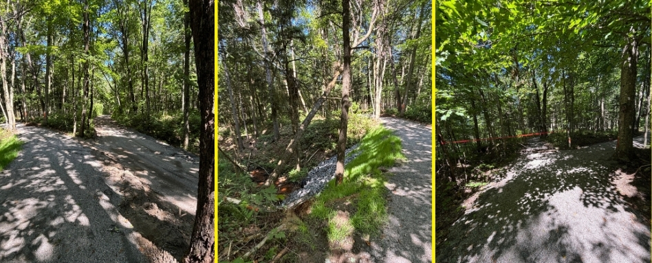 Triptych of forest trails: three sunlit, gravel paths winding through a dense, leafy woodland with dappled shadows from overhead trees.