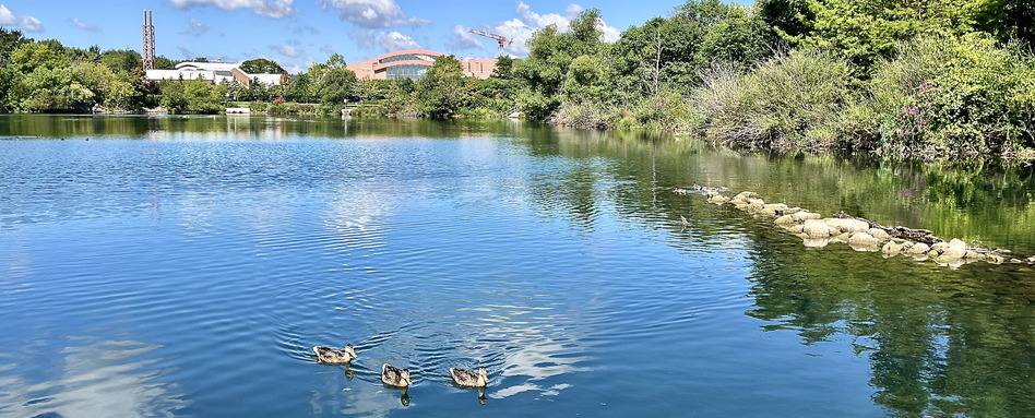 lake with forested area and buildings behind
