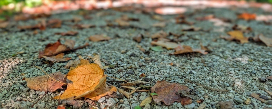 Autumn leaves scattered on a gravel path, close-up view in warm colors and small stones beneath them